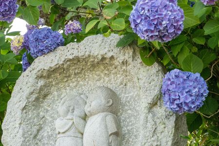 安養寺の紫陽花