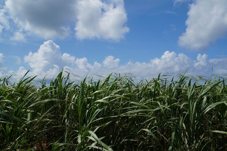 さとうきび畑