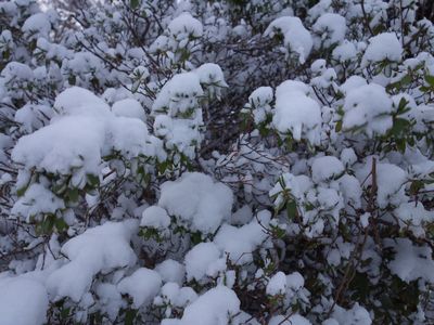 降雪（今朝撮り）