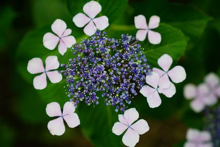 6月の紫陽花（珍しい種類）