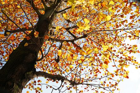 秋のスケッチ～街路樹・ユリノキの黄葉～