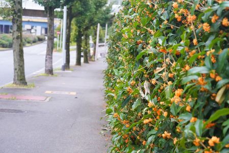 芳香かほる散歩道