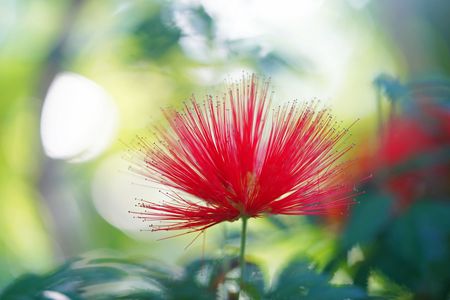 合歓の木の仲間、ベニゴウカン