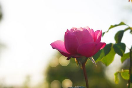 秋のスケッチ～秋咲き薔薇～