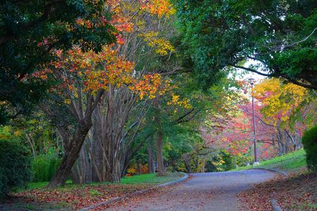 秋のスケッチ～いつもの散歩道～