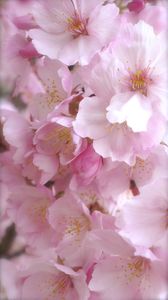 桜もそろそろ終わりですね。^^