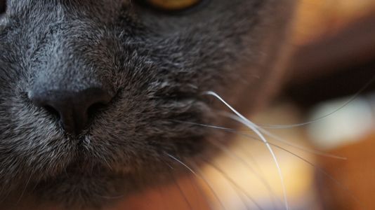 イーちゃんのお口♡