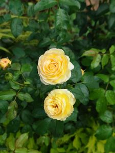 Yellow Rose