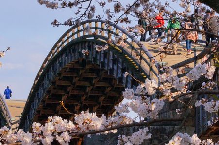 桜纏う錦帯橋