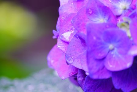 ～紫陽花と雫～