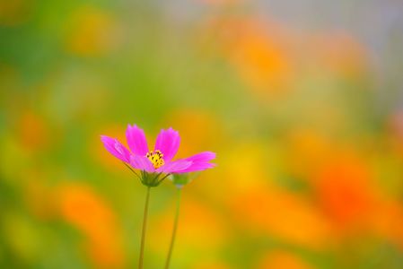 ～勝島運河の防潮堤に咲く秋桜とキバナコスモス～