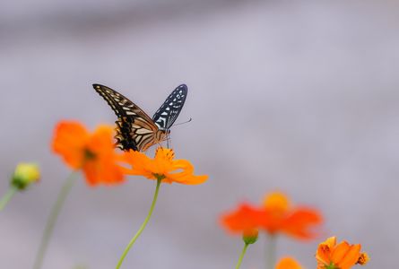 ～キバナコスモスと昆虫類～