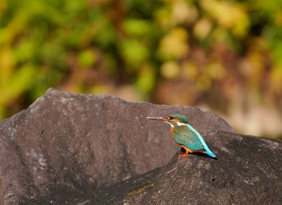 #　飛び出しから飛翔まで　#