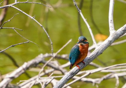 #　枝に佇むカワセミ　#