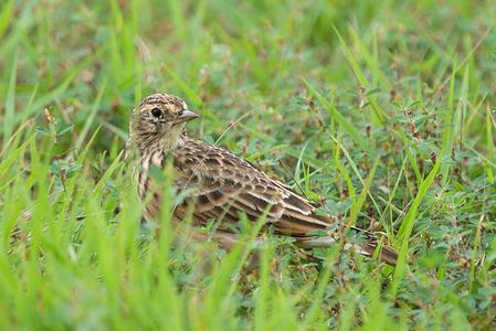雲雀（ヒバリ）