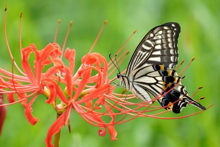 ナミアゲハ蝶と彼岸花
