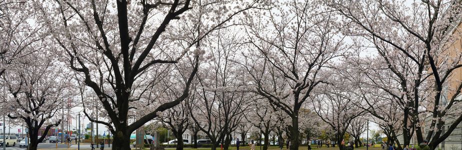 綾瀬市役所の桜パノラマ
