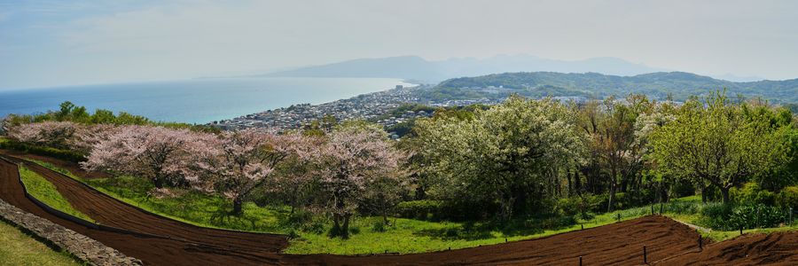 吾妻山の桜パノラマ