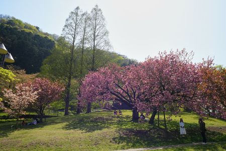 津久井湖　城山ダムの桜