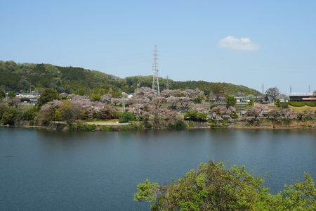 津久井湖　城山ダムの桜