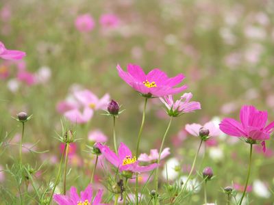 平塚イシックス馬入のコスモス