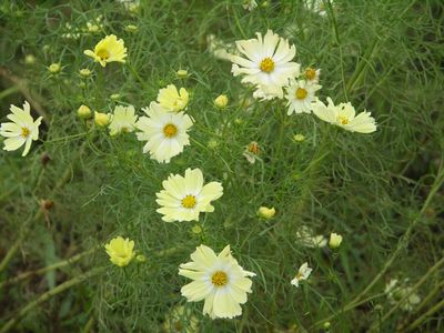 黄色いコスモス