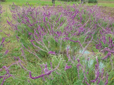 アメジストセージ