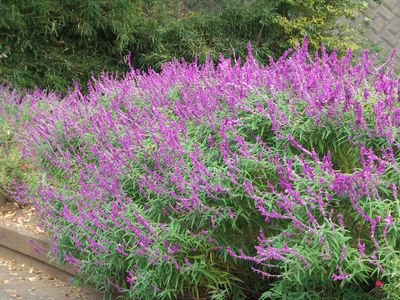 大和のアメジストセージ