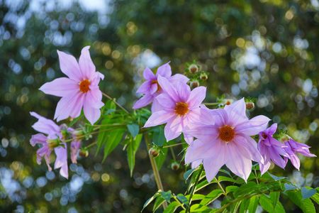 コウテイダリア