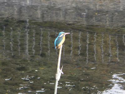 Dimageでカワセミ