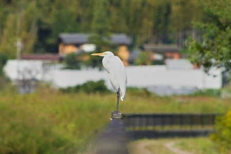 手摺に乗っているサギ