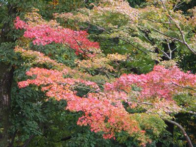 紅葉過程