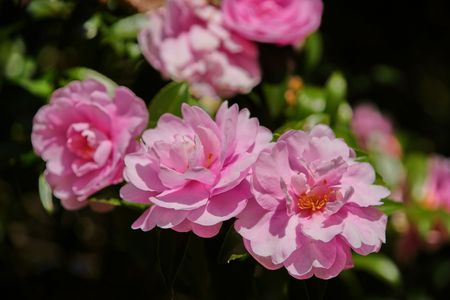 オトメサザンカ