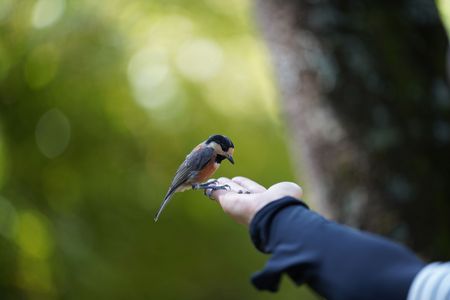 手乗りヤマガラさん