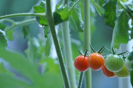 夏野菜の定番、プチトマト
