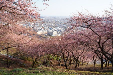 早春賦　早咲きの桜と桃の節句