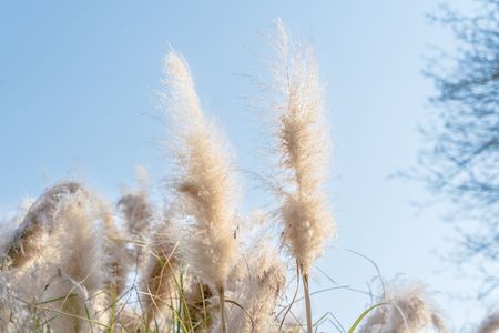 パンパスグラス