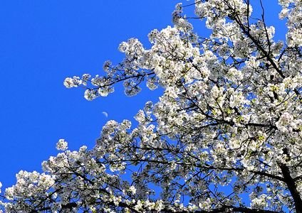 さくら・さくらそして野花（だいこんの花？）