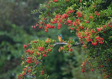 ピラカン島のカワちゃん　　（#カワセミ#）