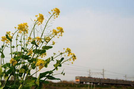 菜の花と武蔵野線
