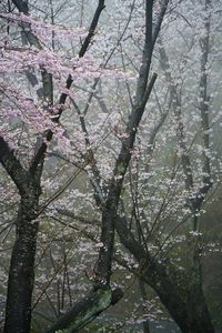 積善山の桜・雨