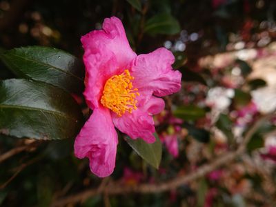 山茶花