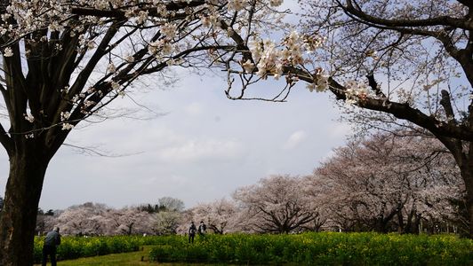 桜の園 入口