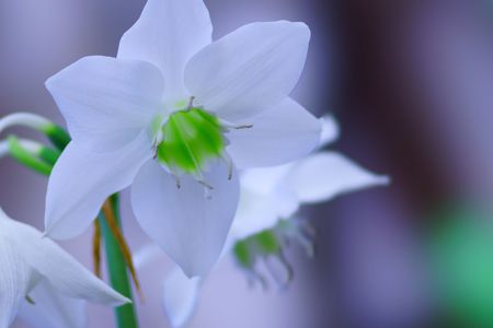 「交換レンズで植物園撮影」レンズをお借りしました。（ＳＴＦ編その２）