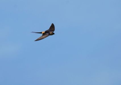 #コシアカツバメ#