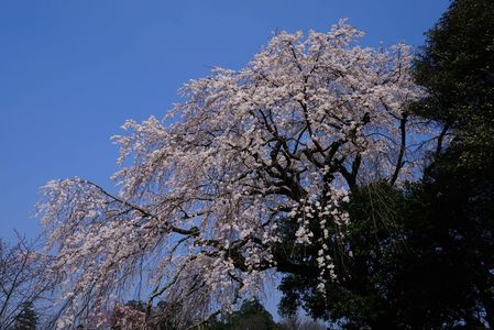 大原の枝垂れ桜