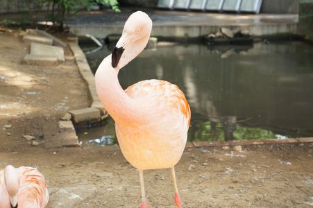 フラミンゴさんは夏でもマイペース