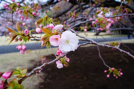 八重の桜(たぶん)