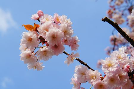 八重の桜(その2)