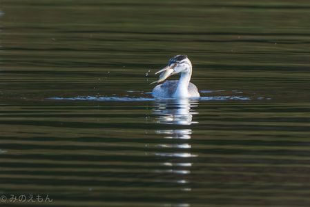 魚丸呑み＿カンムリカイツブリさんのダイナミックな捕食の瞬間ッ！